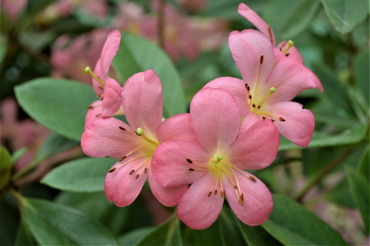 Labelled 'Cara Mia' (Vireya)